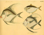 彩绘鱼群图片