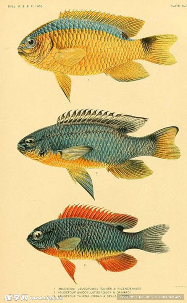 彩繪魚群圖片