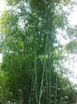 竹子