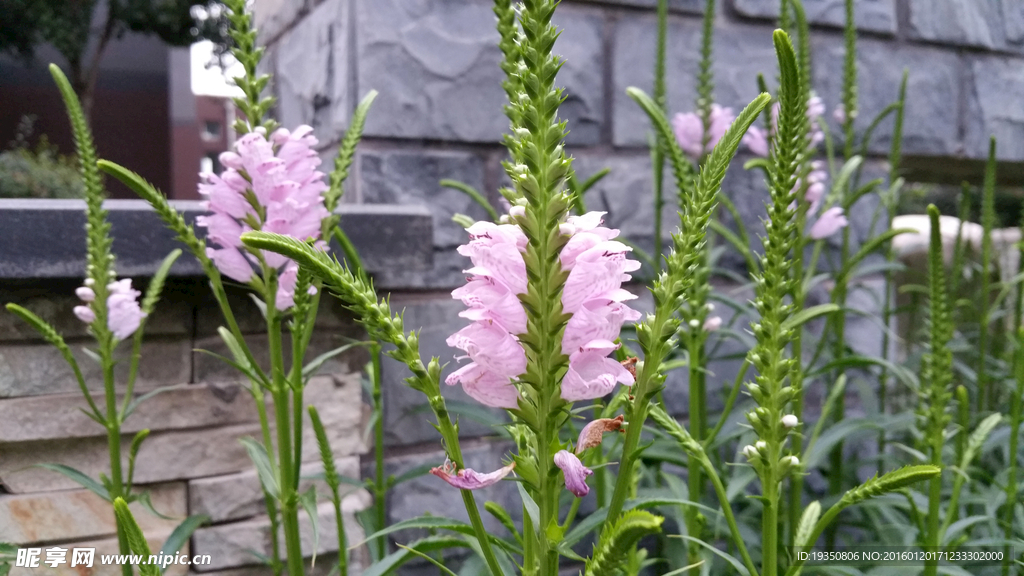 花園里的花朵