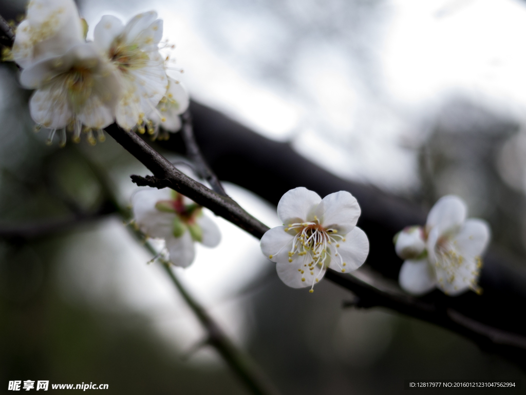 梅花