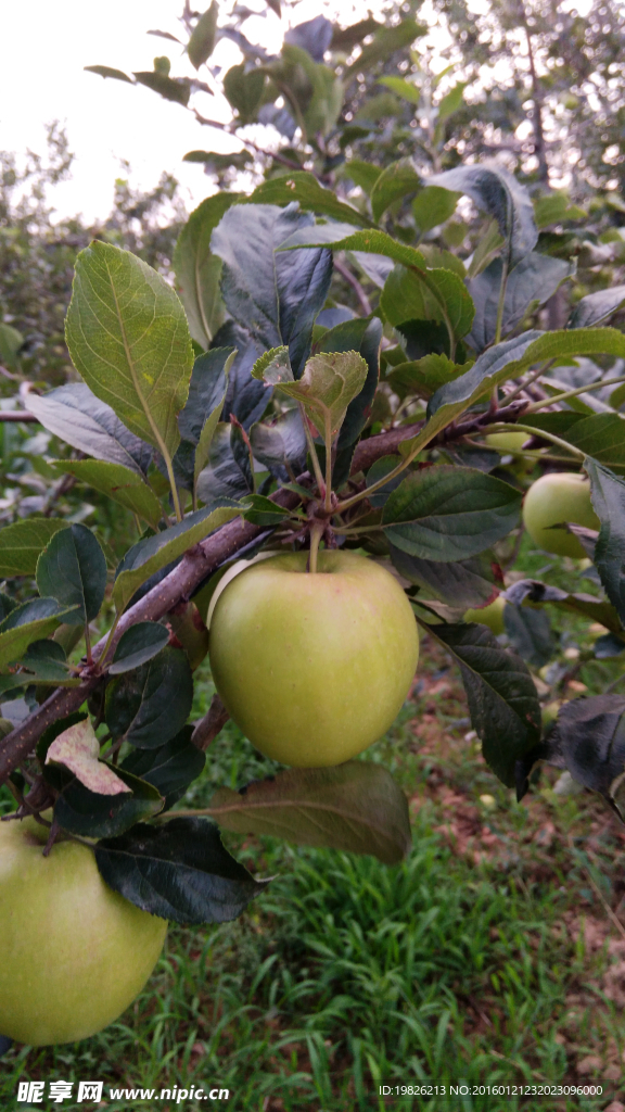 苹果树 苹果