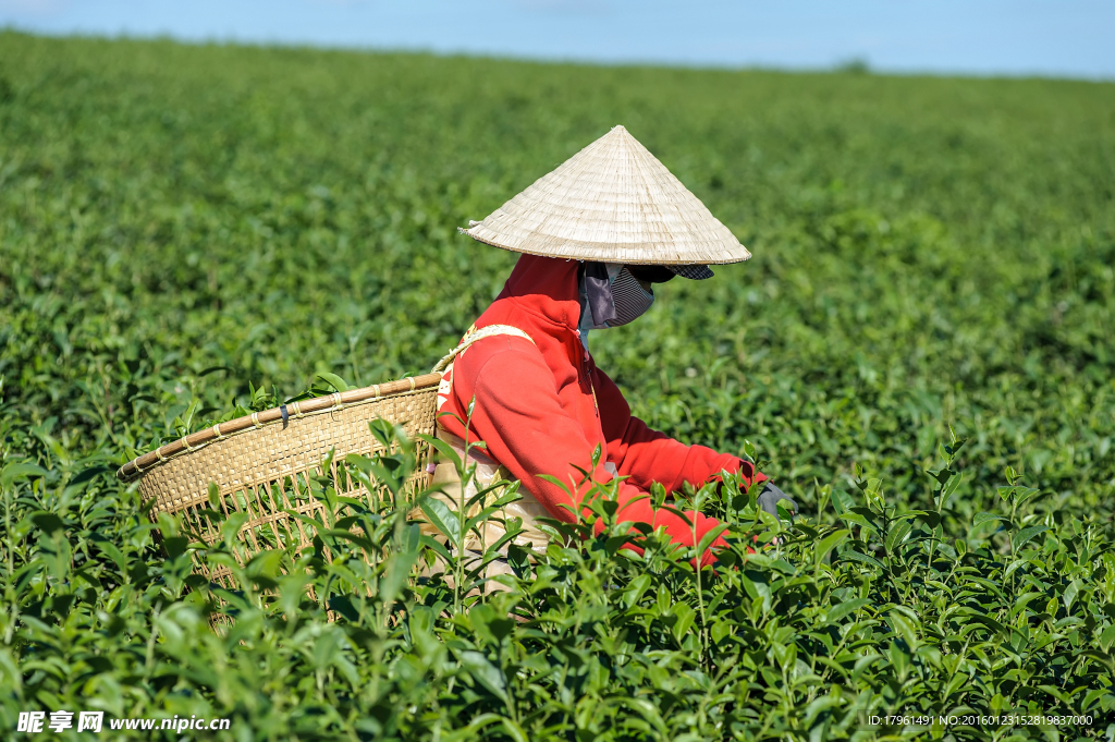采茶農(nóng)