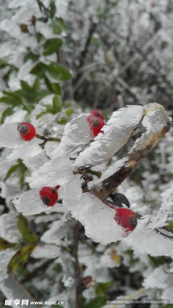 雪景圖