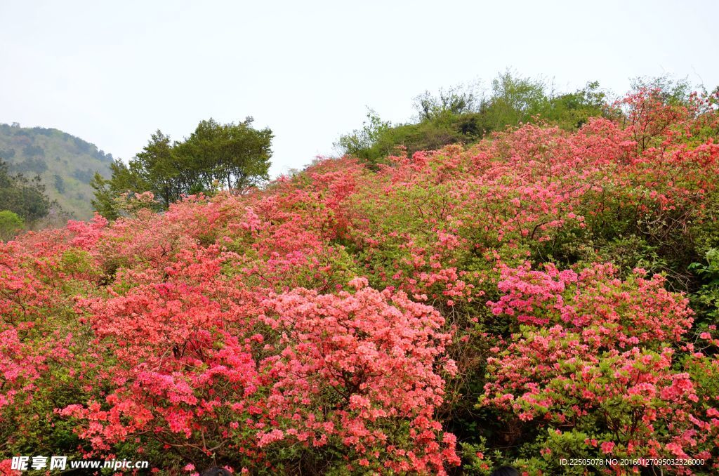 云霧山  杜鵑花