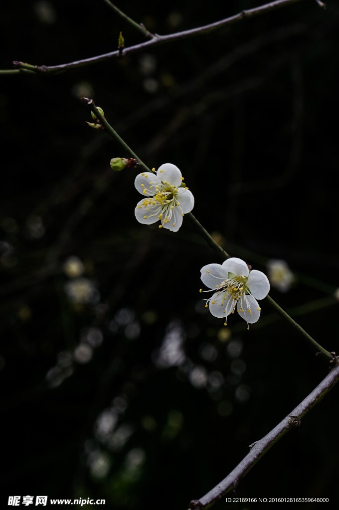 梅花兩朵