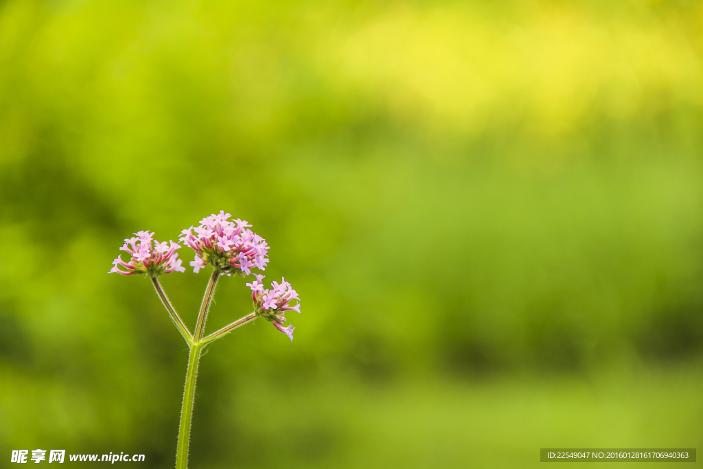 夏季小粉花