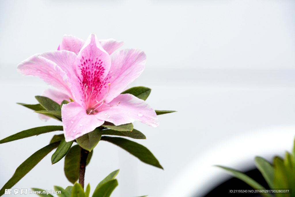 杜鵑花