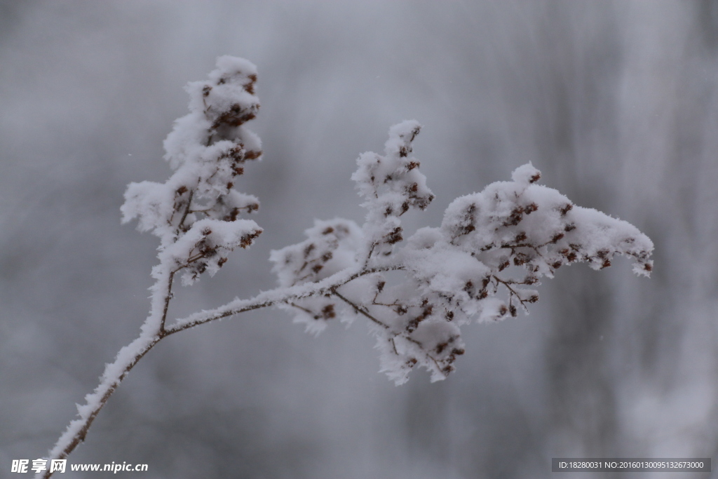 雪中植物