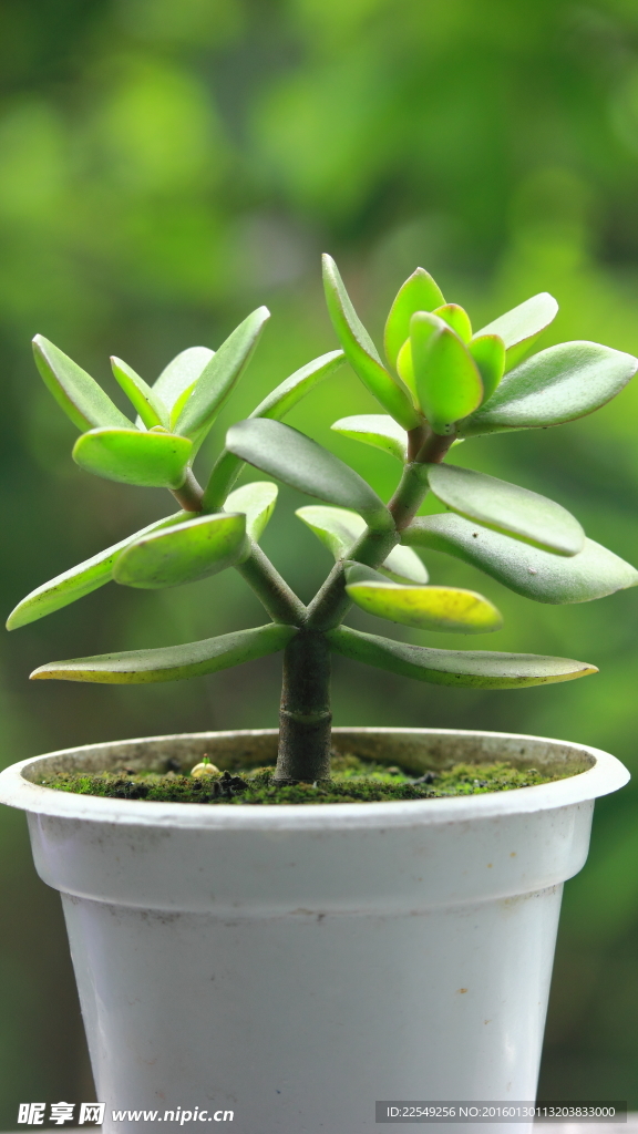 多肉植物花盆