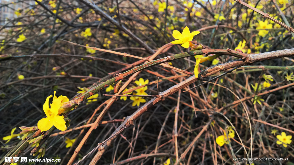 迎春花開