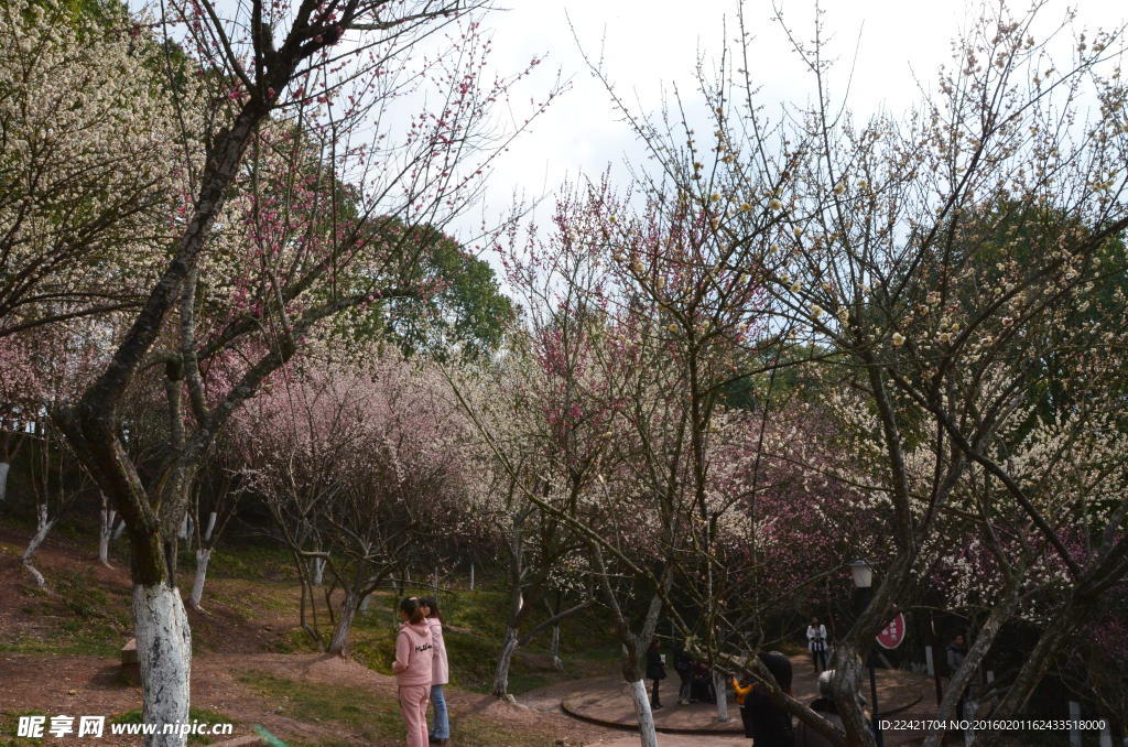 梅花樹