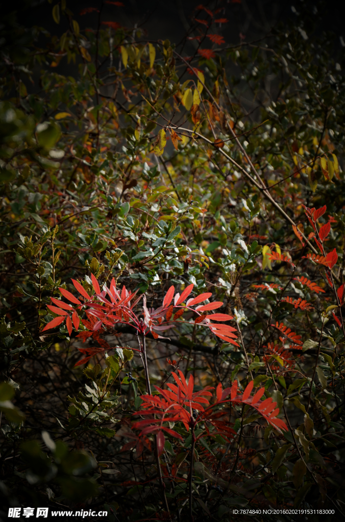 老君溝紅葉