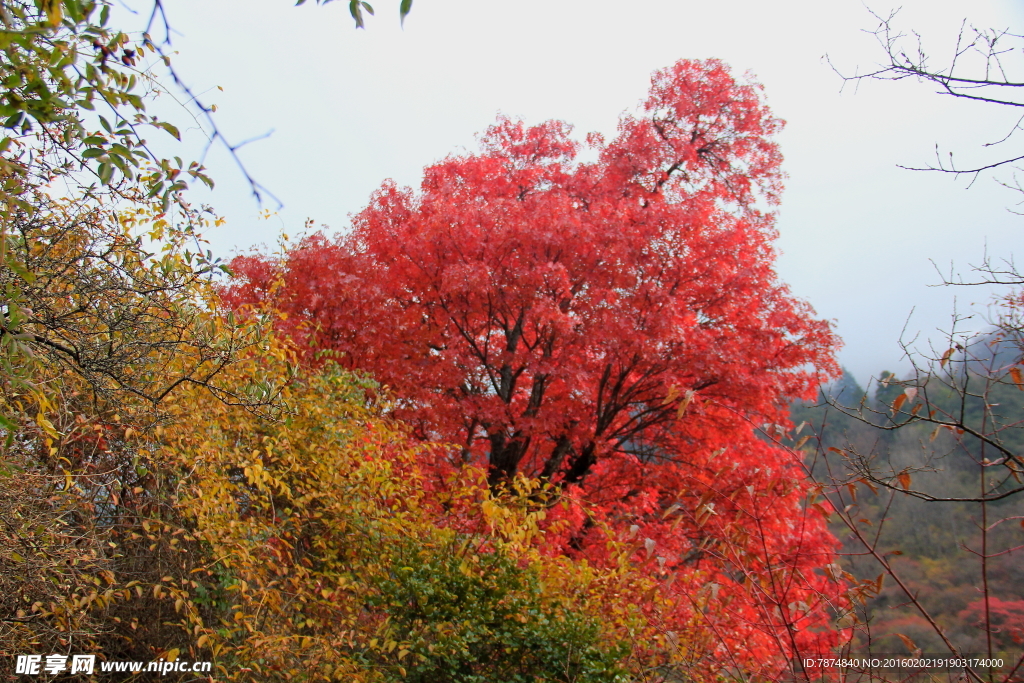 老君溝紅葉