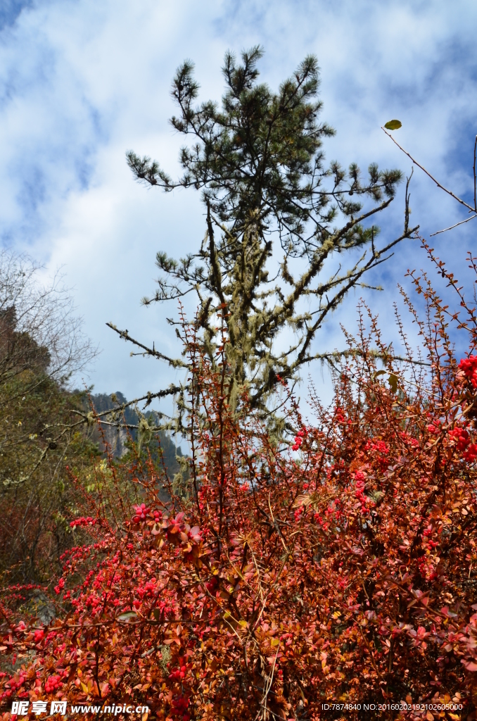 老君溝紅葉