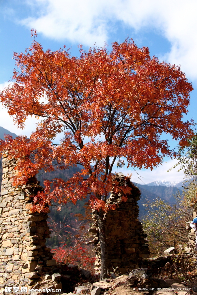老君溝紅葉