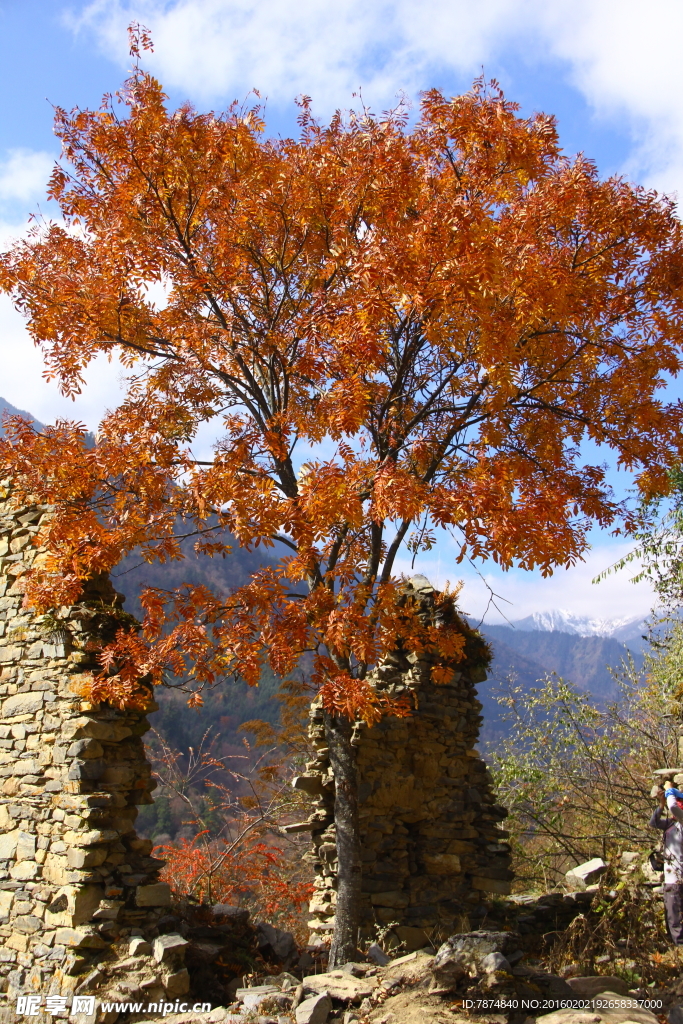 老君溝紅葉