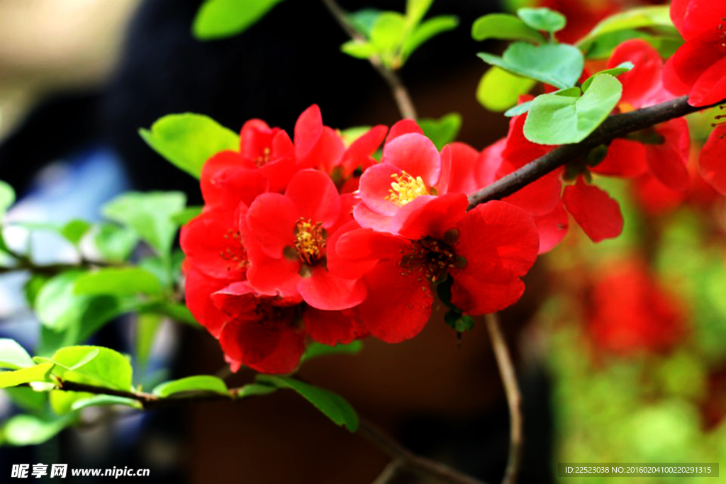 花枝