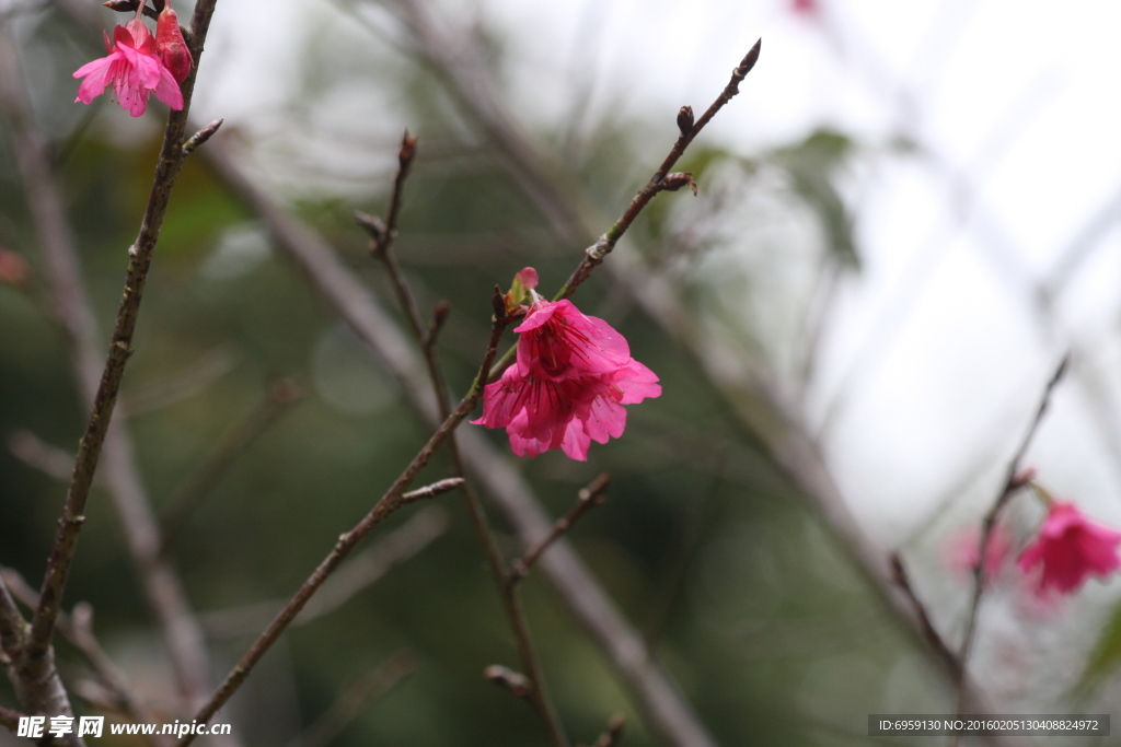 櫻花