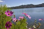 格桑花湖光風景