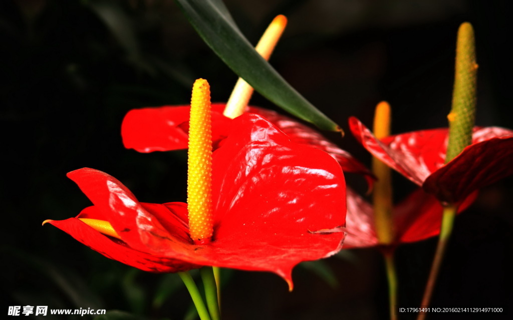 紅掌花