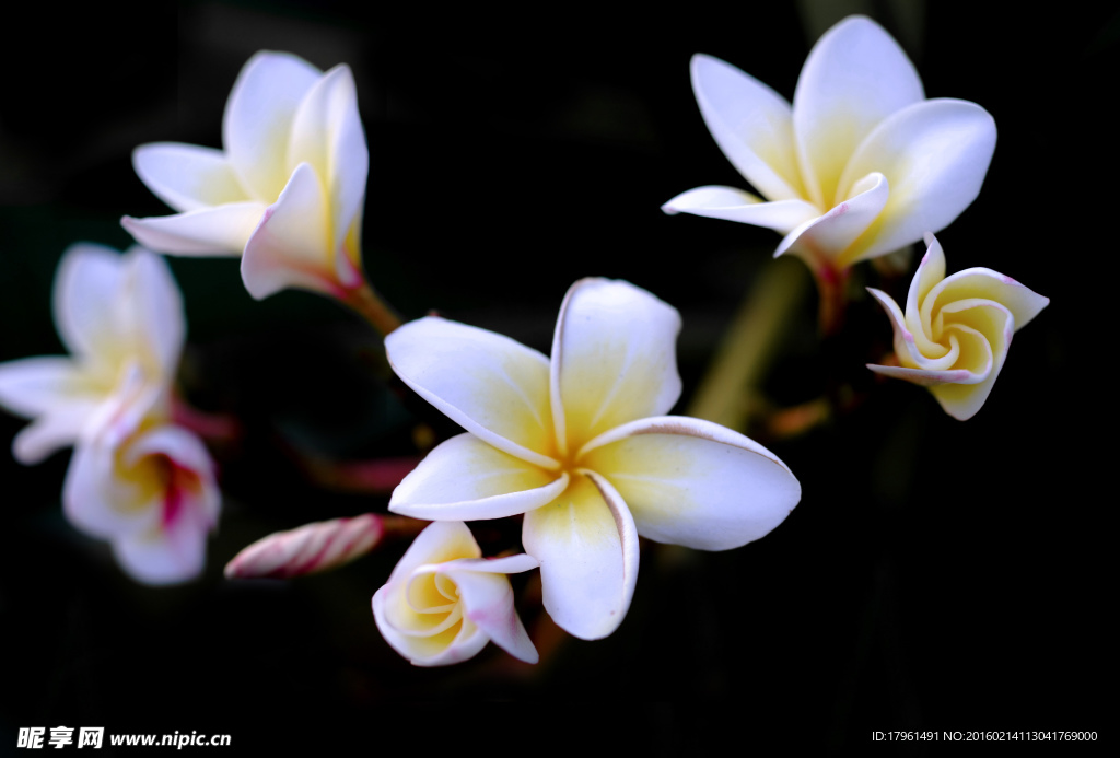 雞蛋花