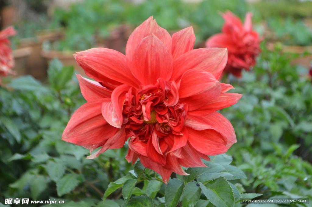 紅菊花