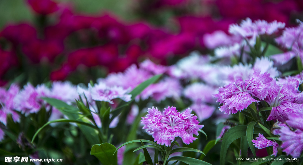 石竹花