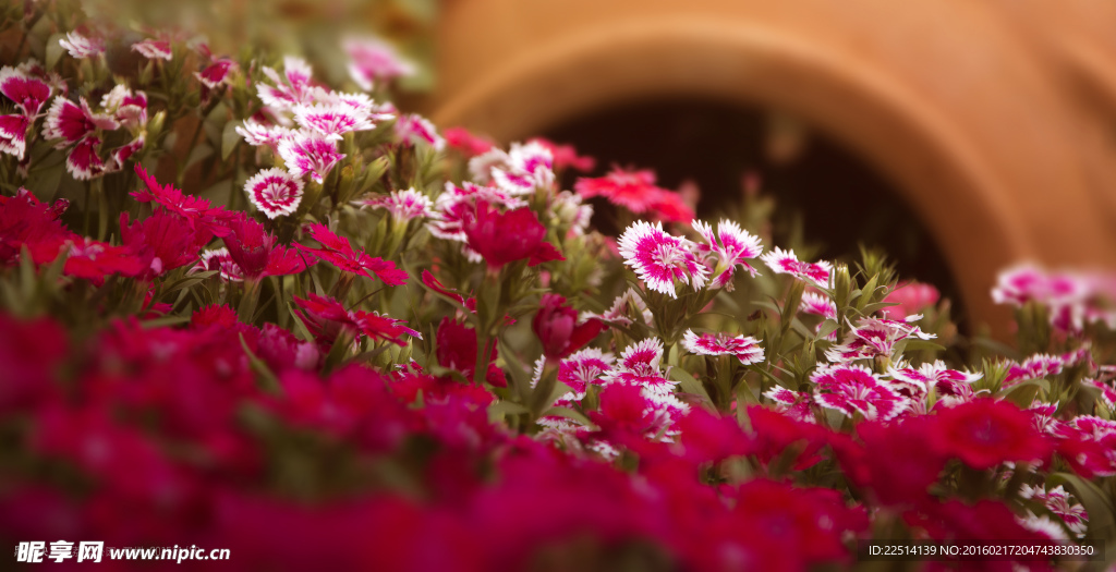 花