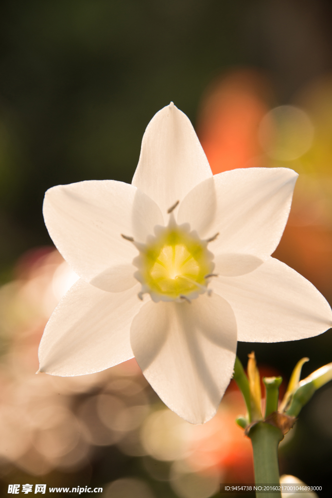 白花