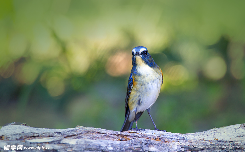 藍背鴝鳥