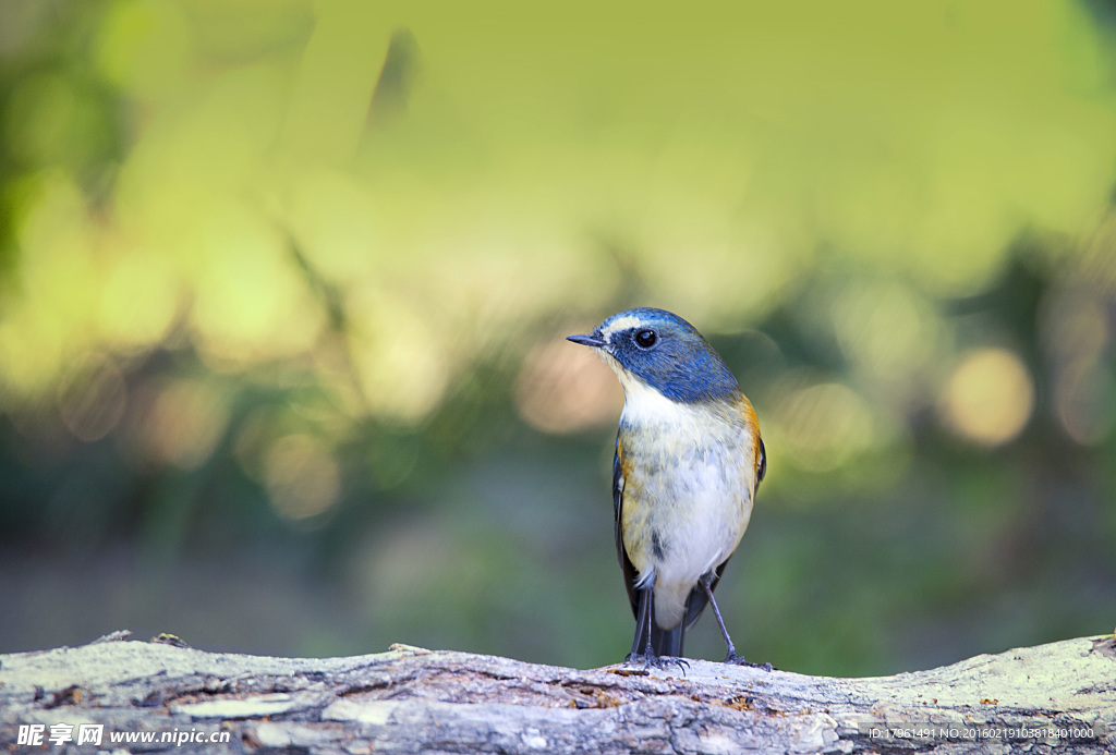藍背鴝鳥