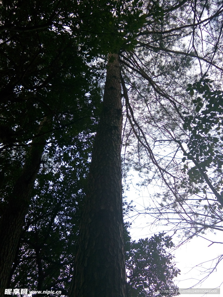 松樹干