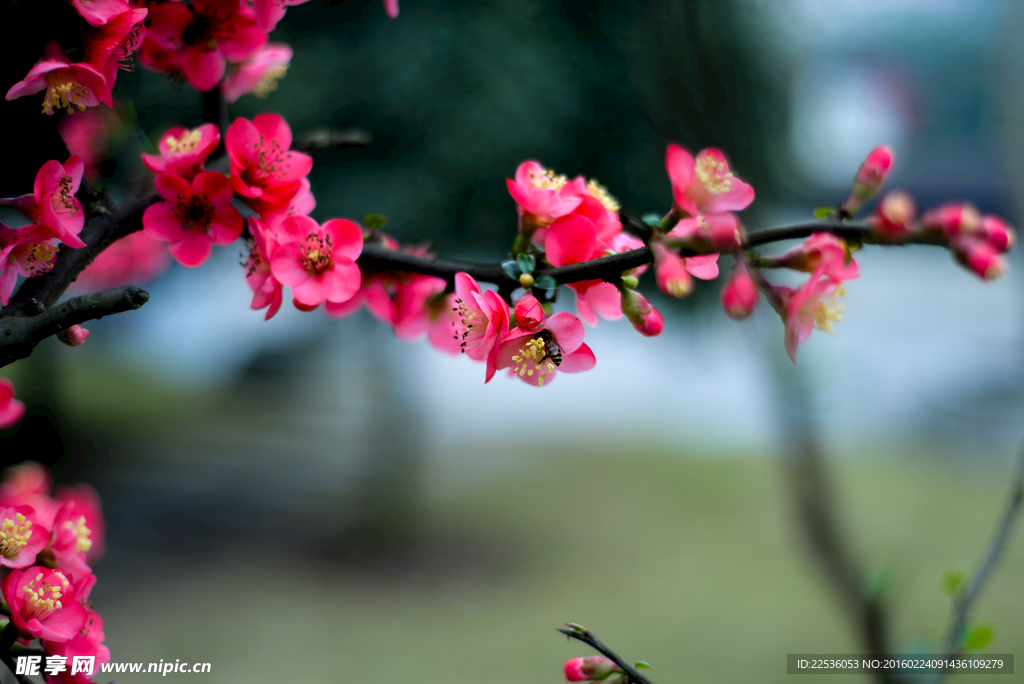 紅梅花