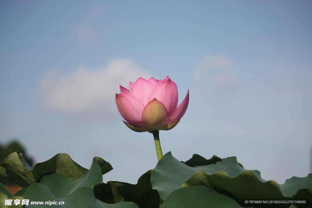 洪湖公園荷花