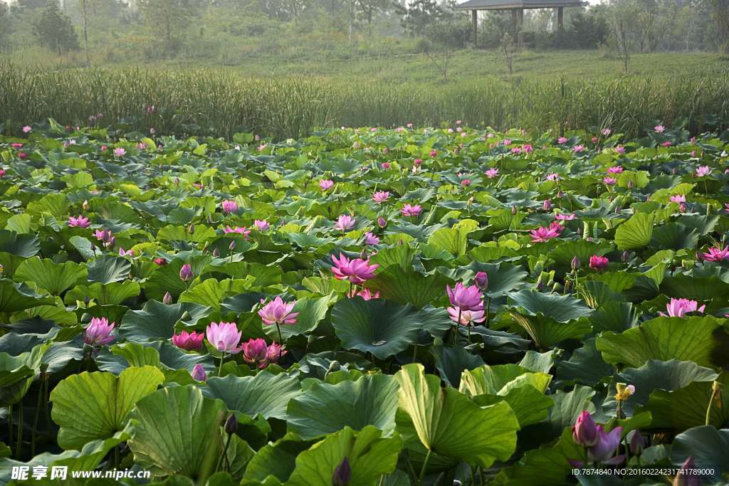 洪湖公園荷花