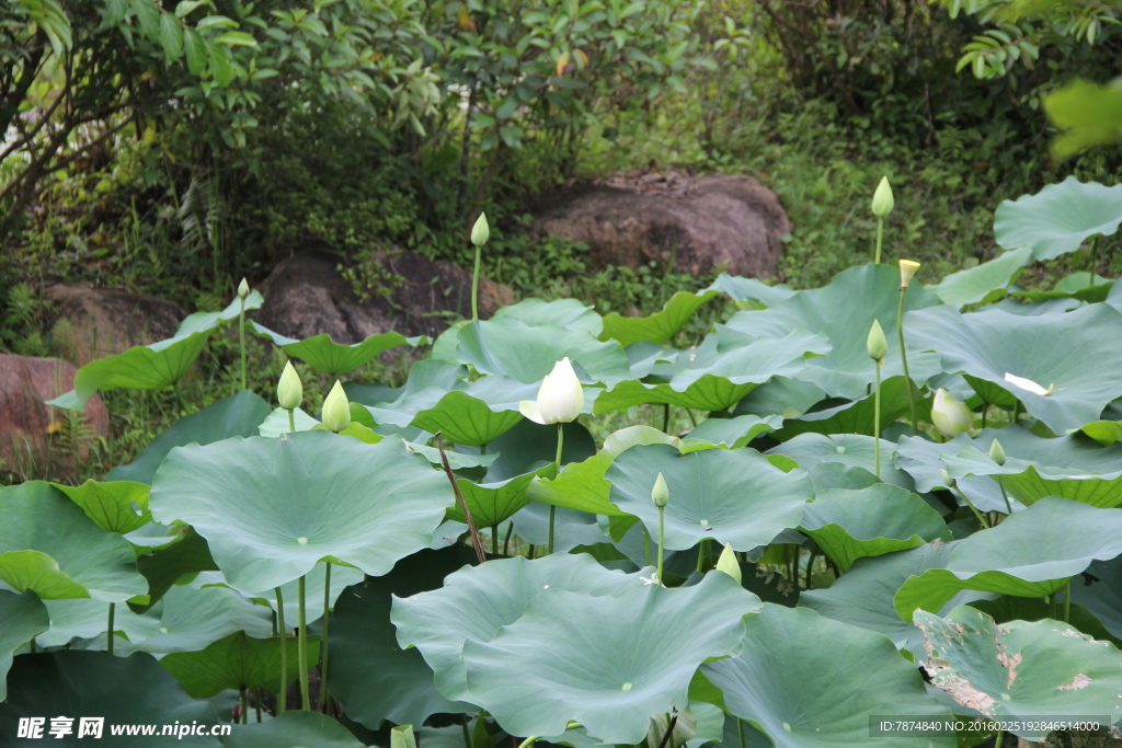 洪湖公園荷花