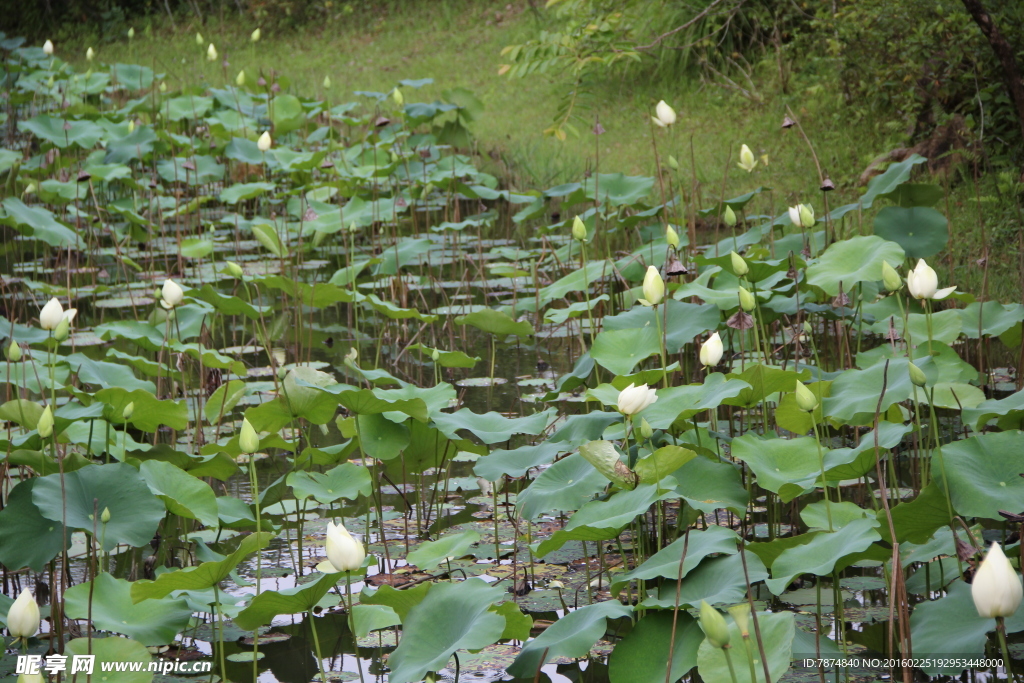 洪湖公園荷花