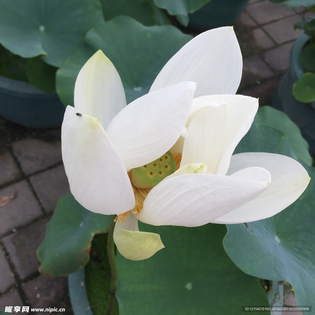 蓮花