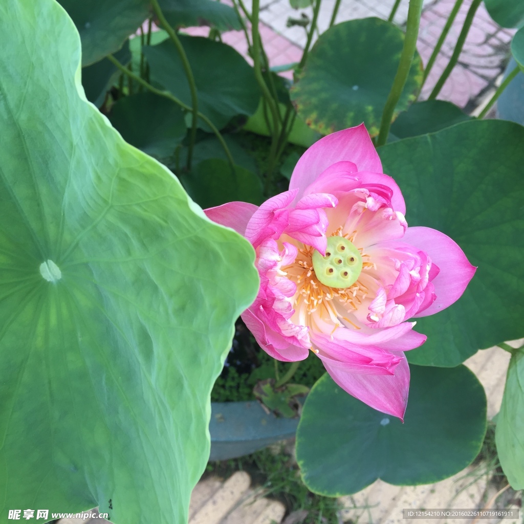 蓮花