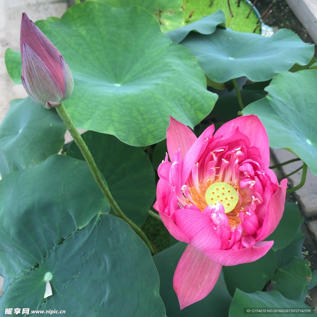 蓮花