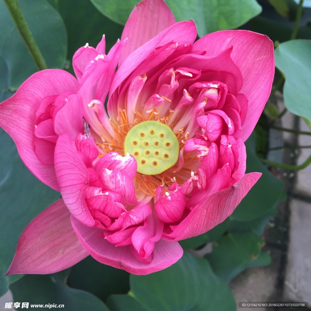 蓮花