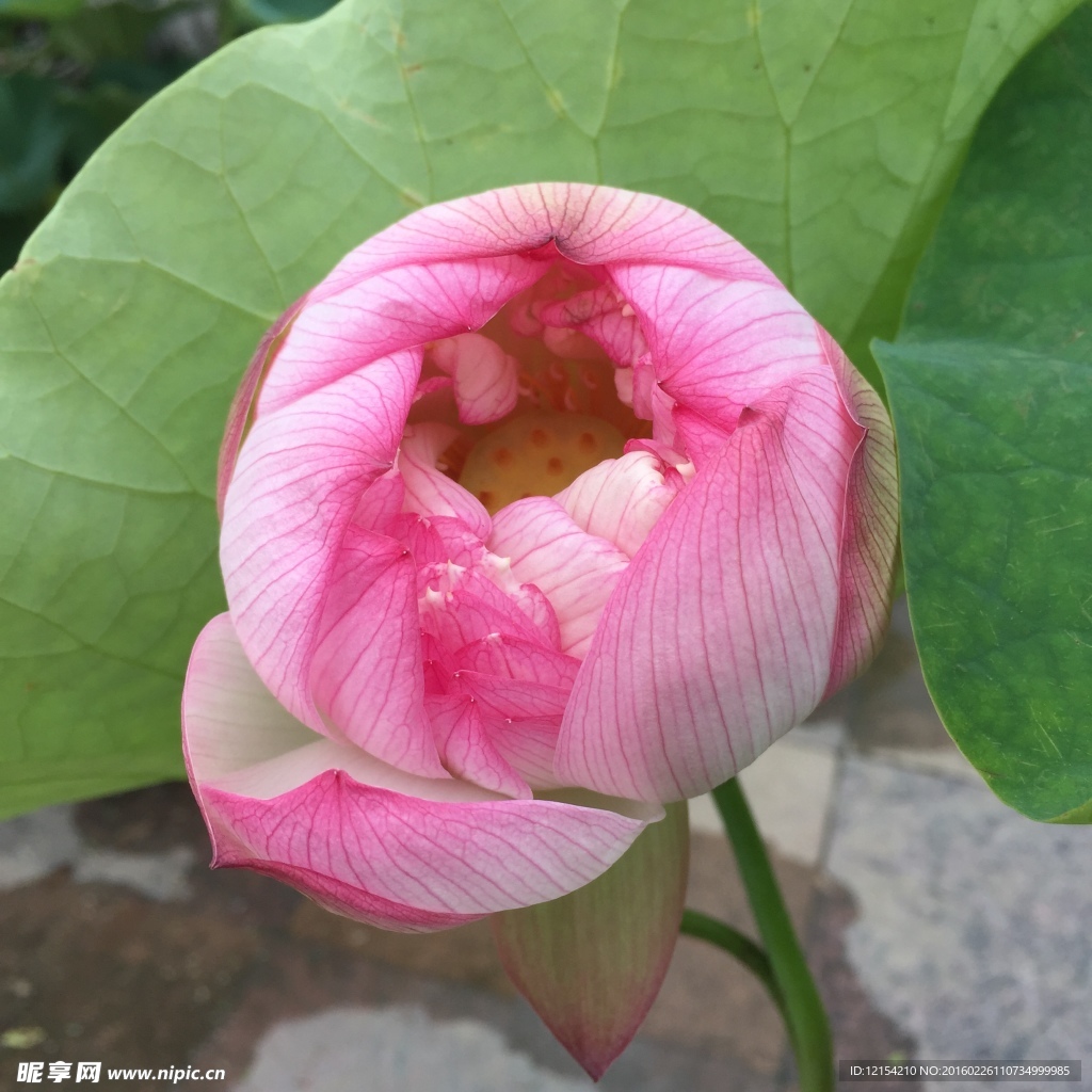 蓮花