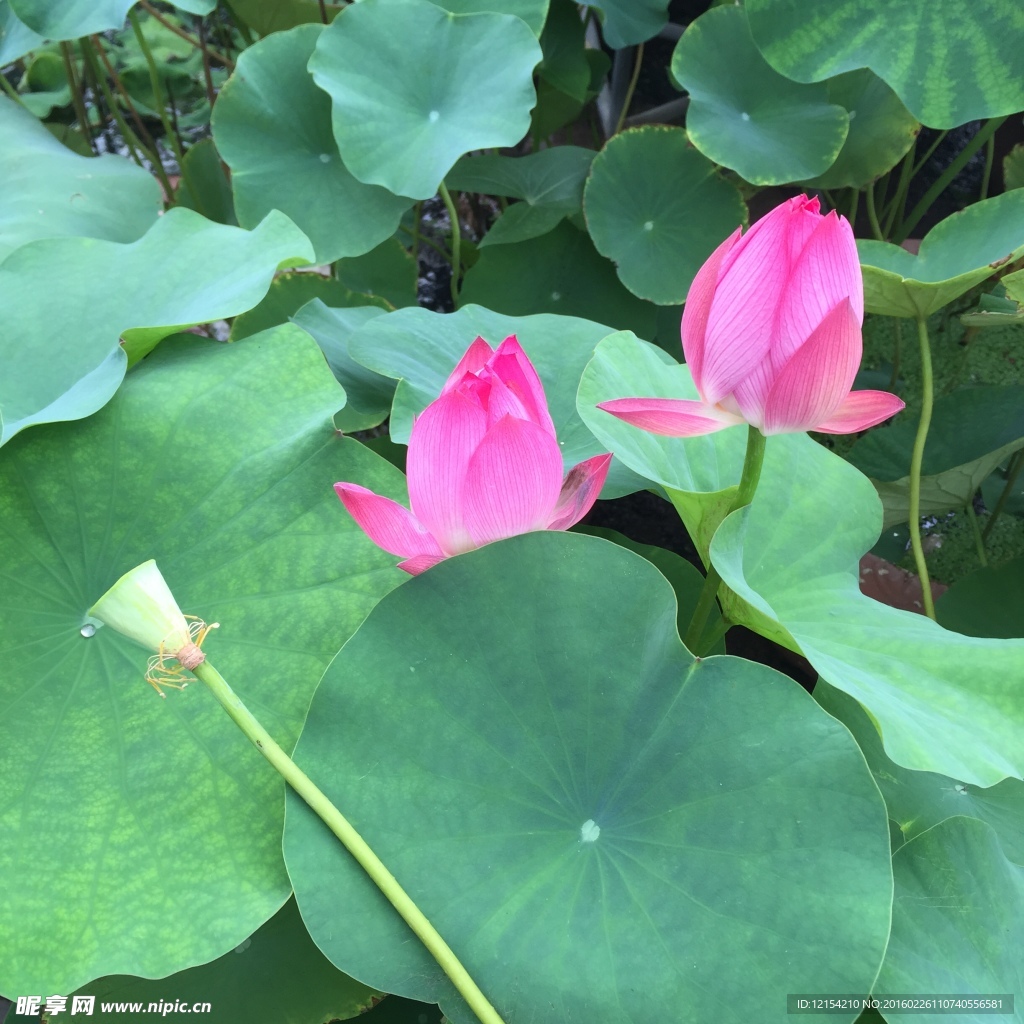 蓮花