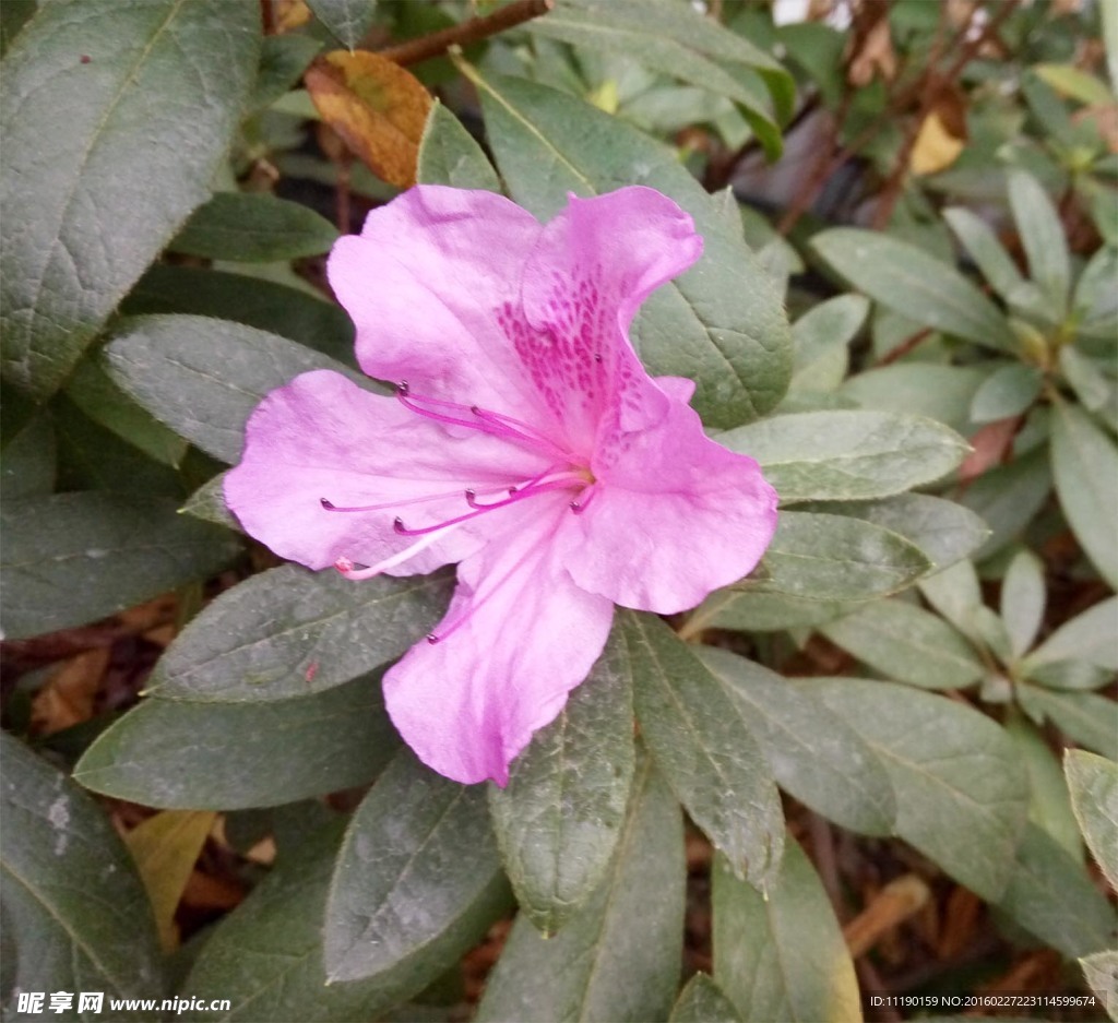 粉色杜鵑花