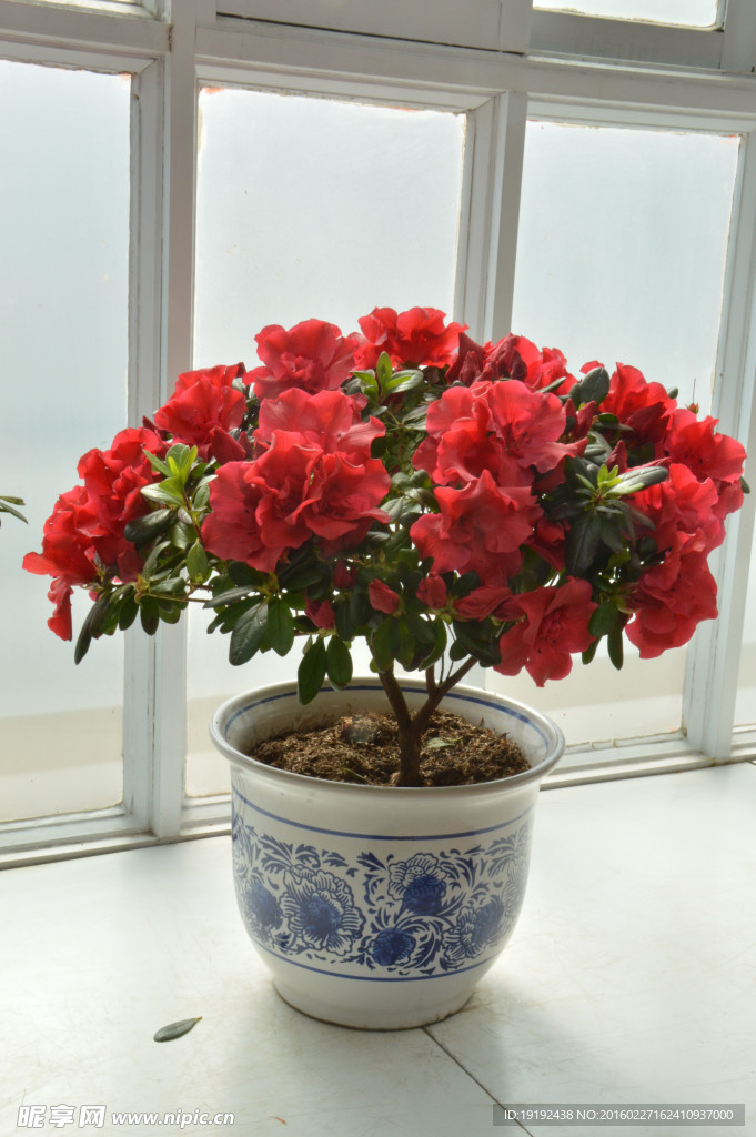 杜鵑花