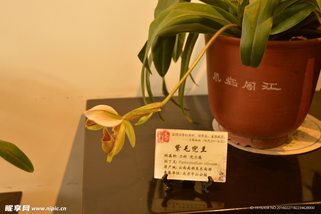 紫毛兜蘭