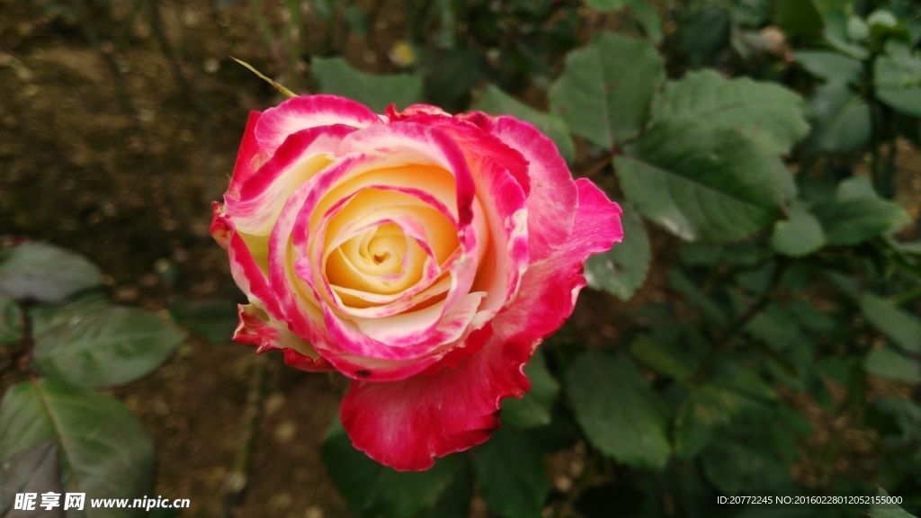 玫瑰花
