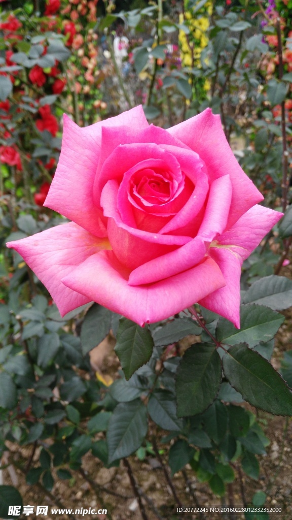 玫瑰花