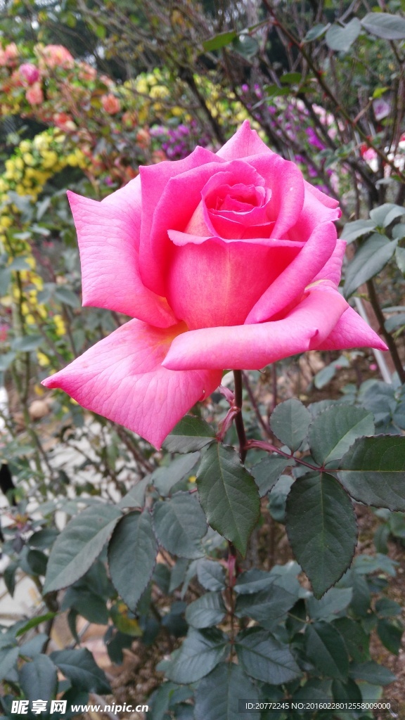 花仙子